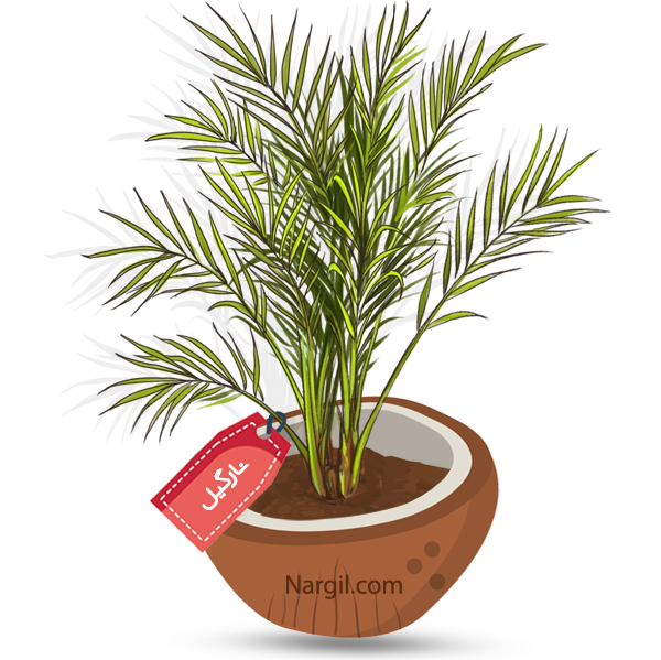  Nargil - Phoenix Palm